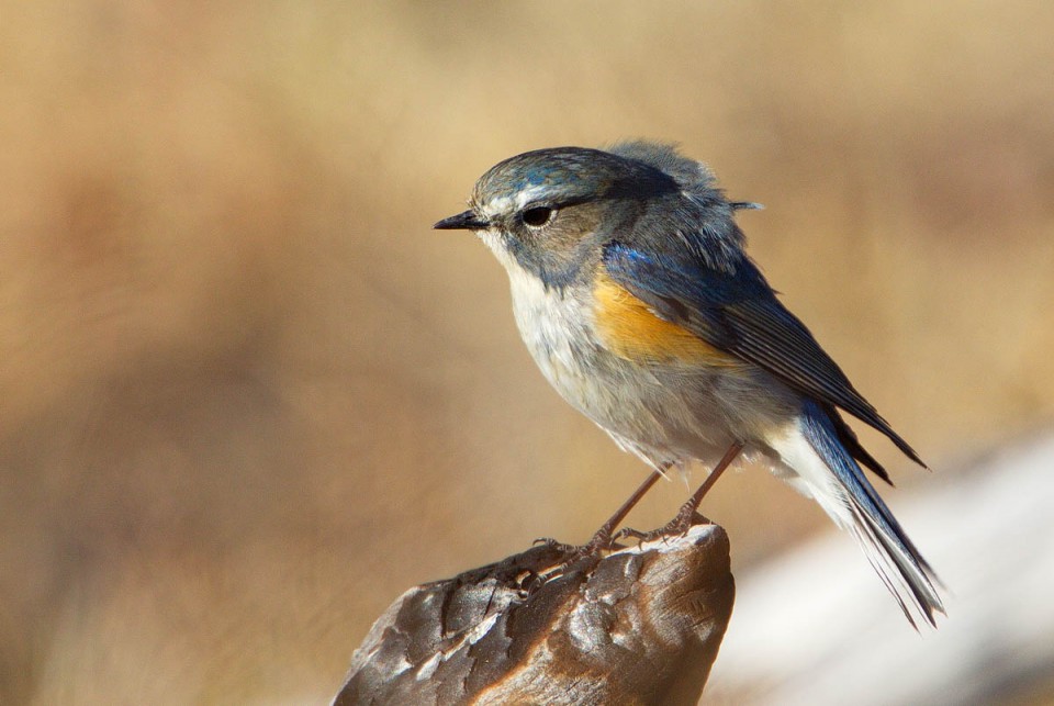 Синехвостка — Tarsiger cyanurus