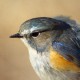Синехвостка — Tarsiger cyanurus