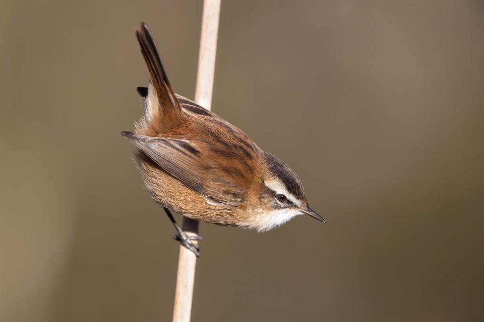 Тонкоклювая камышовка — Acrocephalus melanopogon