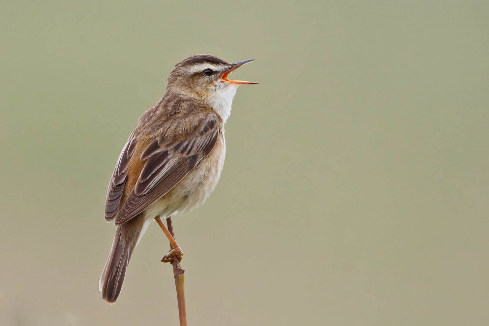 Камышовка-барсучок — Acrocephalus schoenobaenus