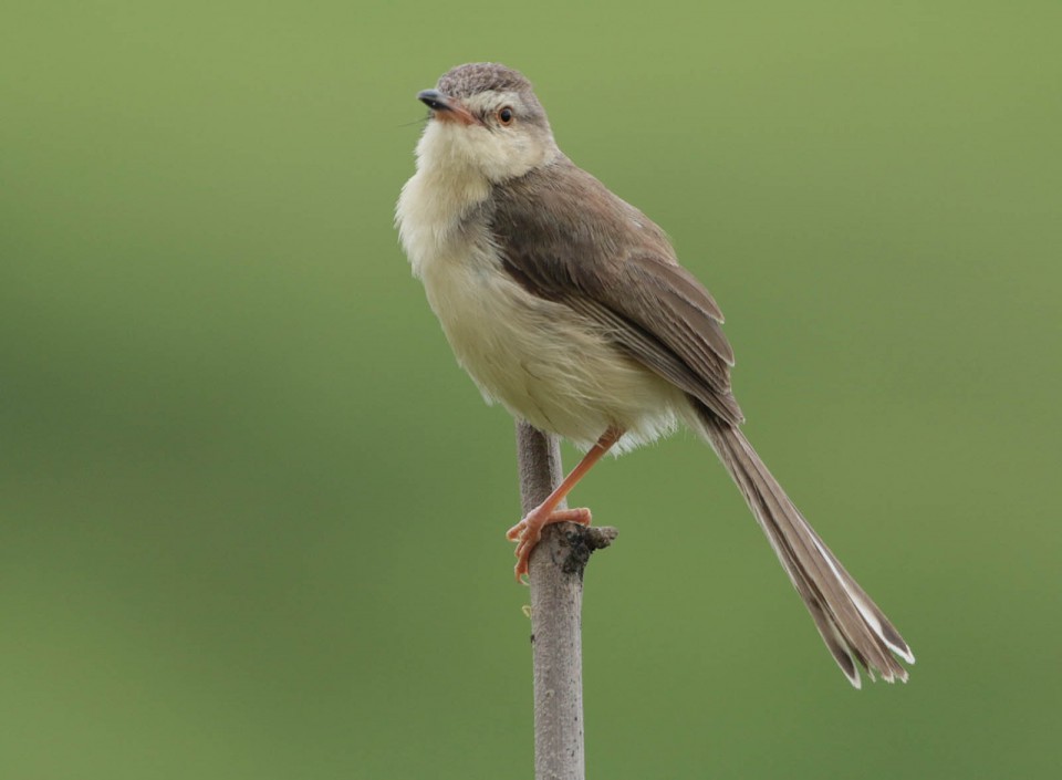 Индийская камышовка — Acrocephalus agricola