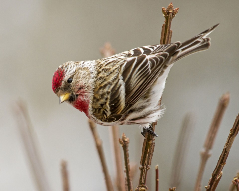 Обыкновенная чечётка (Acanthis flammea)