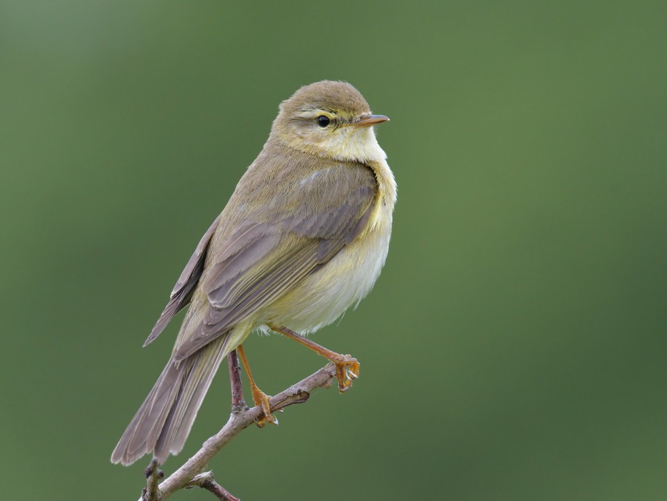 Пеночка-весничка — Phylloscopus trochilus
