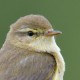 Пеночка-весничка — Phylloscopus trochilus