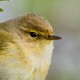 Пеночка-теньковка — Phylloscopus collybita