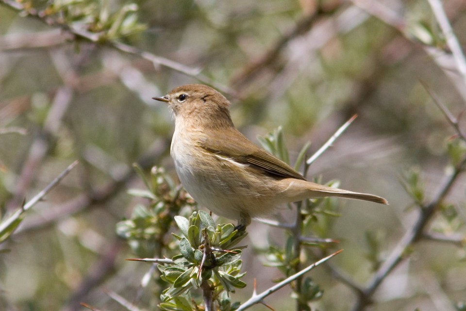 Горная теньковка — Phylloscopus sindianus
