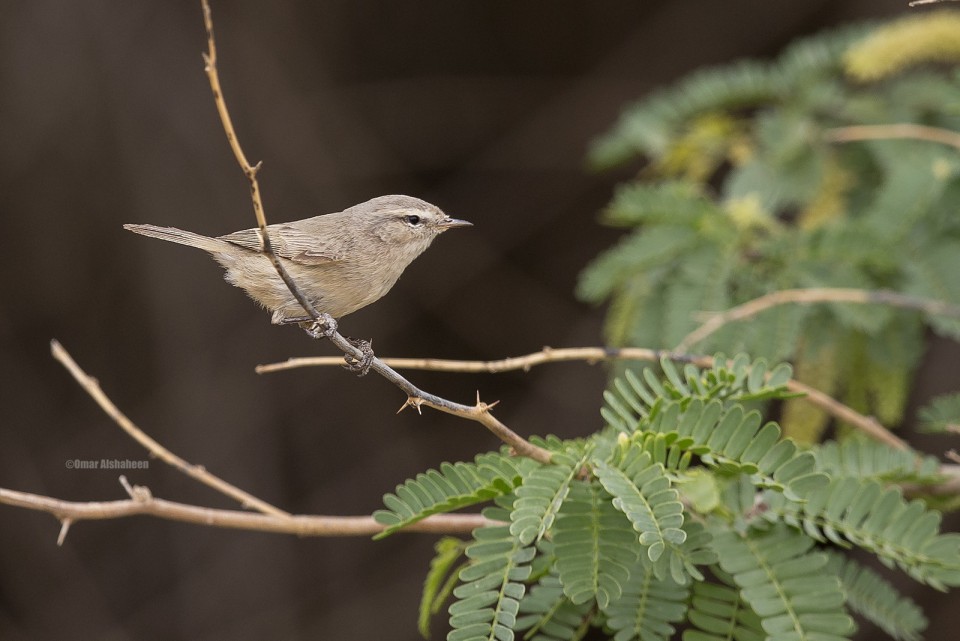 Иранская пеночка — Phylloscopus neglectus