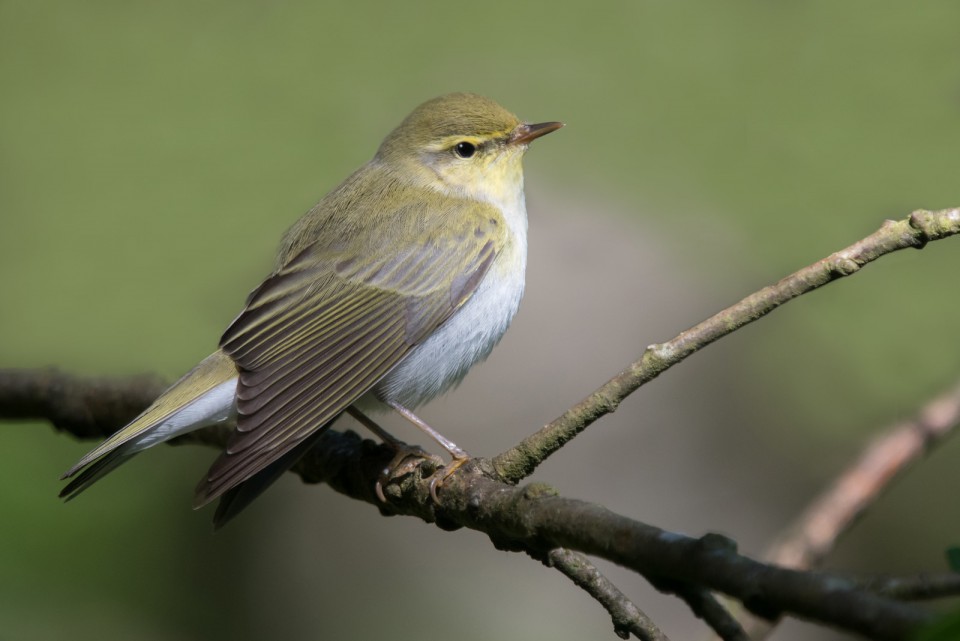 Пеночка-трещотка — Phylloscopus sibilatrix