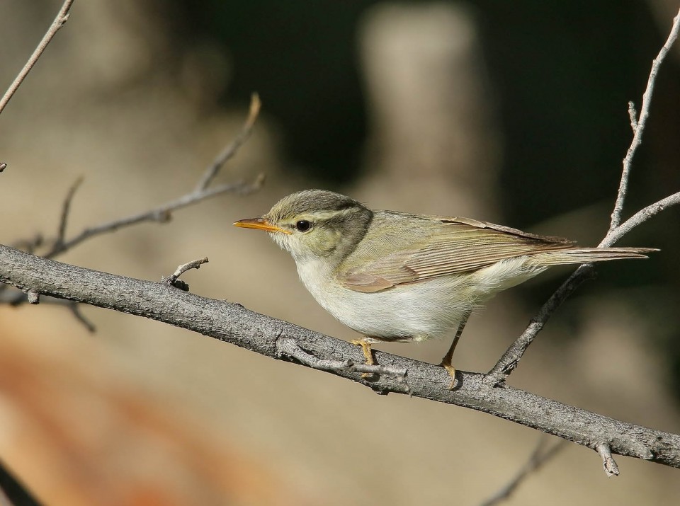 Зеленокрылая пеночка — Phylloscopus occipitalis