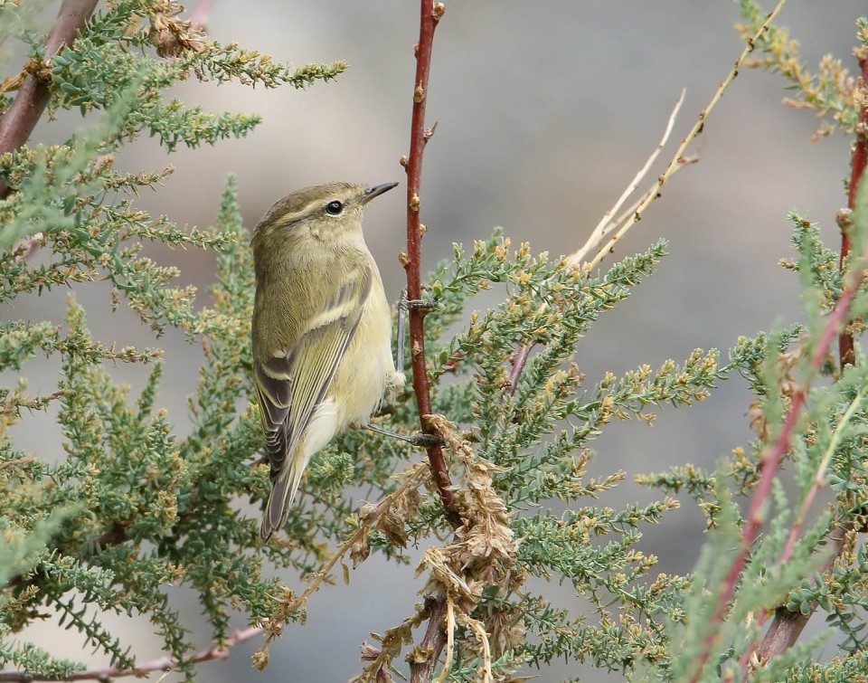 Тусклая пеночка — Phylloscopus humei