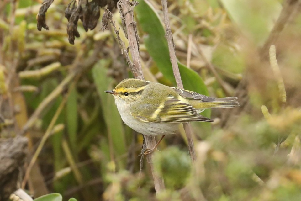 Корольковая пеночка — Phylloscopus proregulus