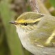 Корольковая пеночка — Phylloscopus proregulus