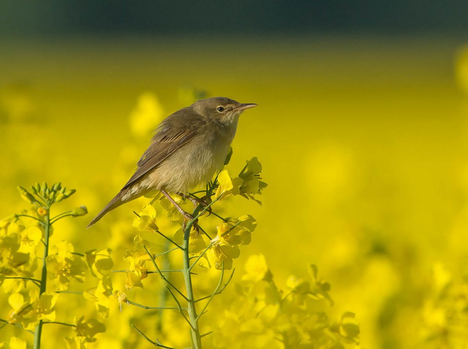 Болотная камышовка (Acrocephalus palustris)