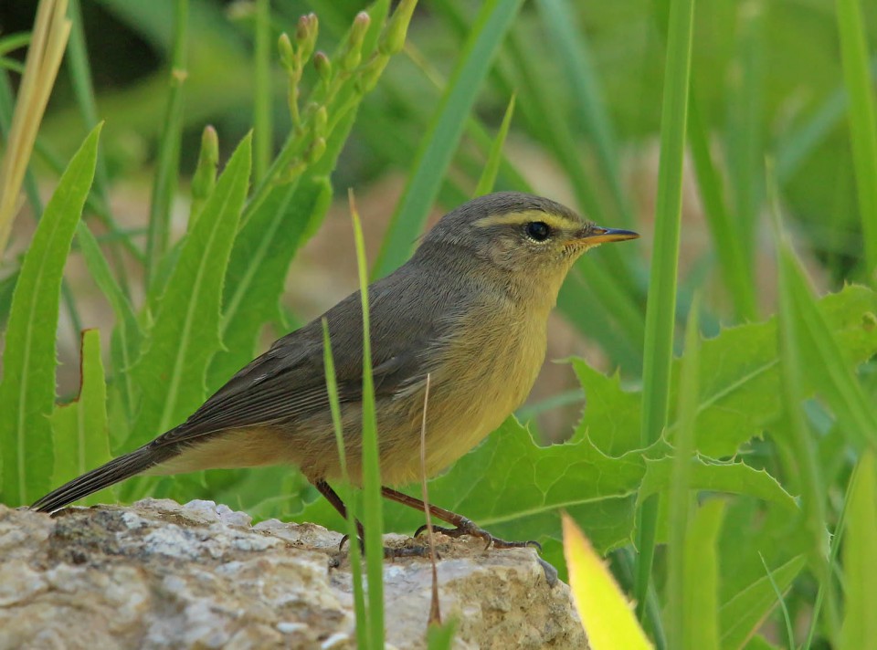 Индийская пеночка — Phylloscopus griseolus