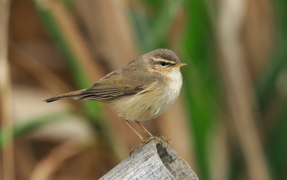 Бурая пеночка — Phylloscopus fuscatus