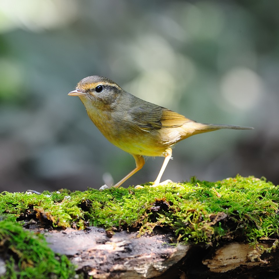 Толстоклювая пеночка — Phylloscopus schwarzi