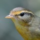 Толстоклювая пеночка — Phylloscopus schwarzi