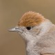 Славка-черноголовка — Sylvia atricapilla