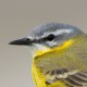 Жёлтая трясогузка (Motacilla flava)
