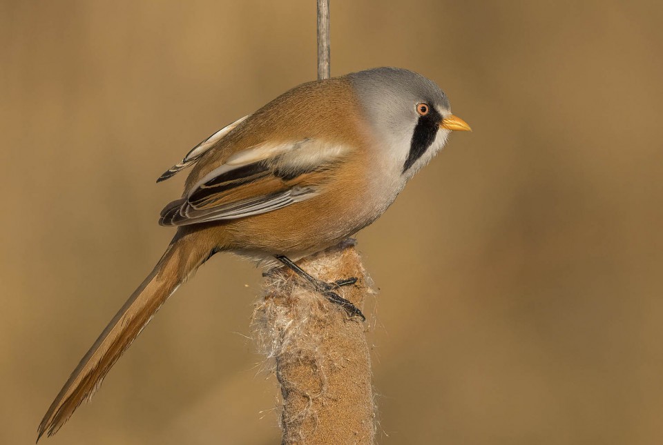Усатая синица — Panurus biarmicus