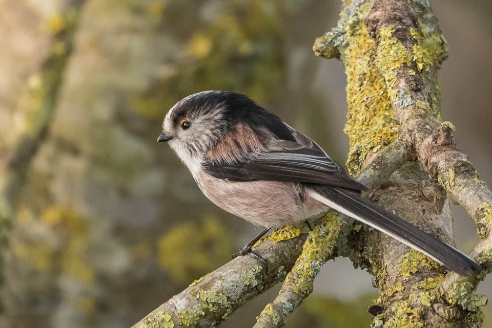 Ополовник — Aegithalos caudatus