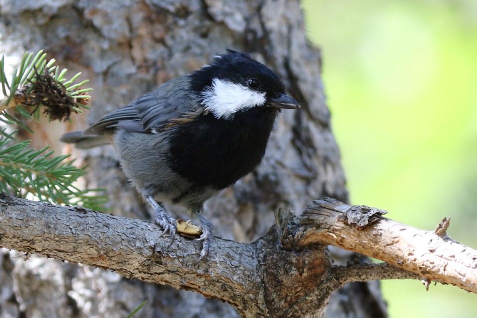 Рыжешейная синица — Parus rufonuchalis