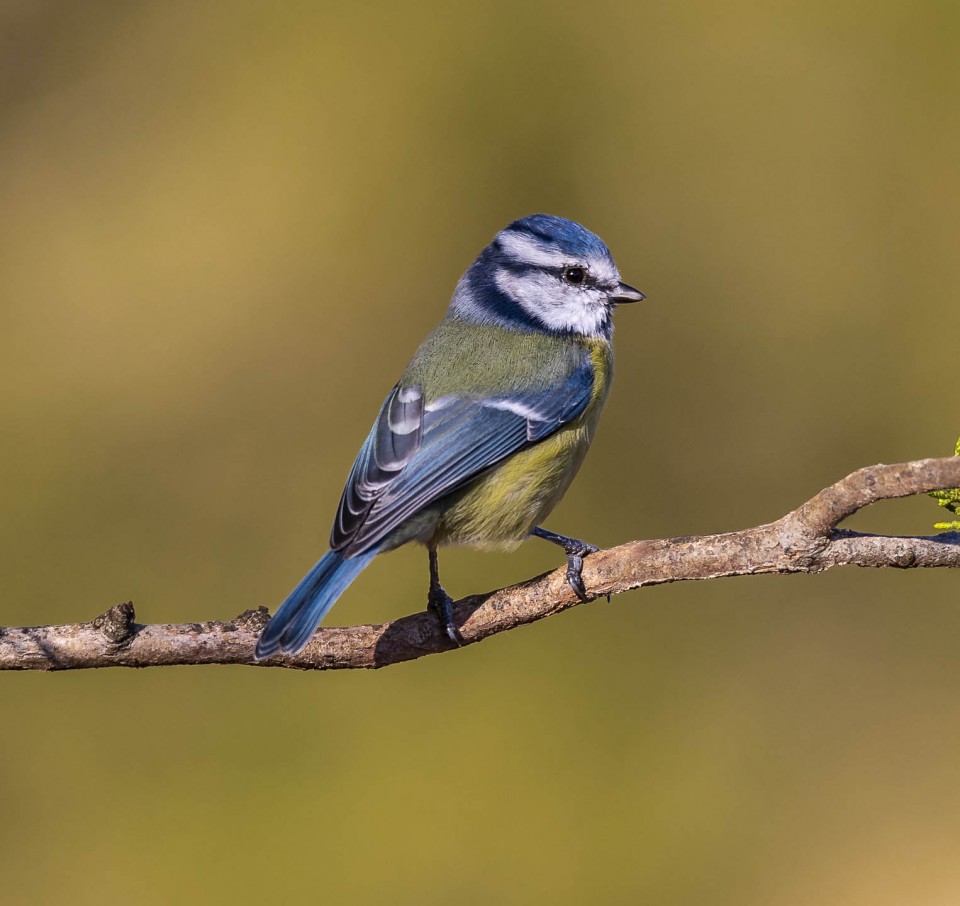 Лазоревка — Parus caeruleus
