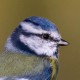 Лазоревка — Parus caeruleus