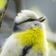 Желтогрудый князёк — Parus flavipectus