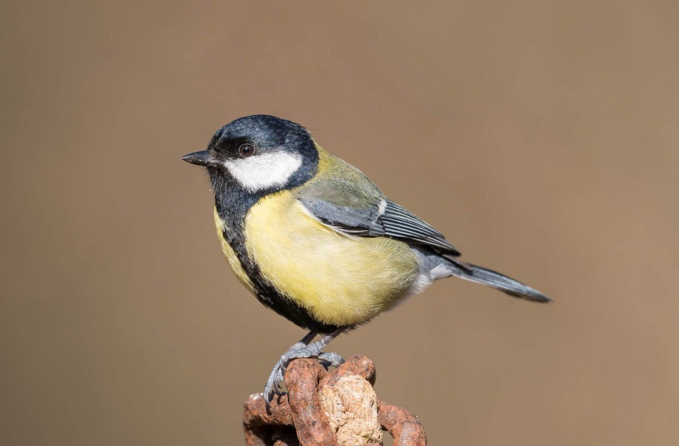 Большая синица — Parus major