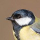 Большая синица — Parus major