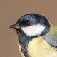 Большая синица — Parus major