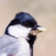 Бухарская синица — Parus bokharensis
