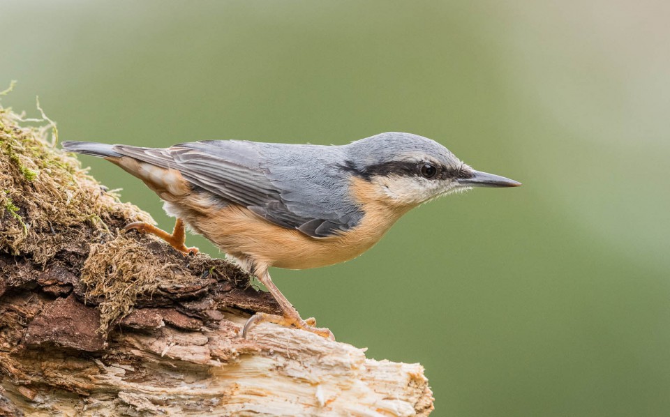 Поползень — Sitta europaea