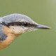 Поползень — Sitta europaea