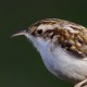 Пищуха — Certhia familiaris