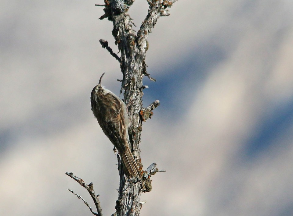 Гималайская пищуха — Certhia himalayana