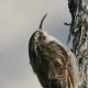 Гималайская пищуха — Certhia himalayana