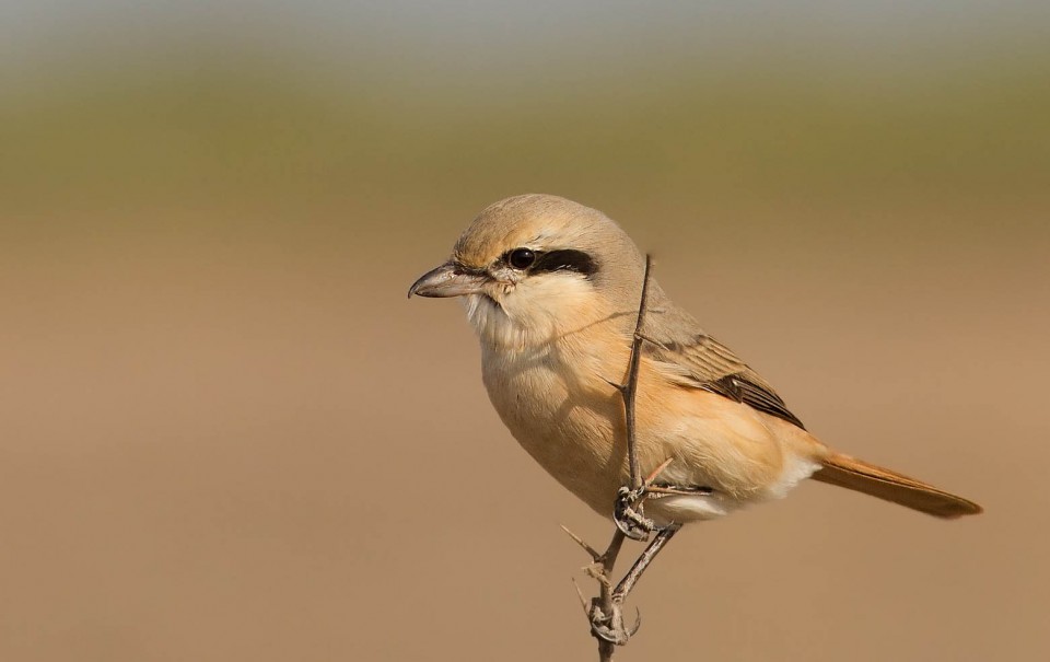 Буланый жулан — Lanius isabellinus