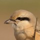 Буланый жулан — Lanius isabellinus