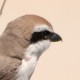 Туркестанский жулан — Lanius phoenicuroides