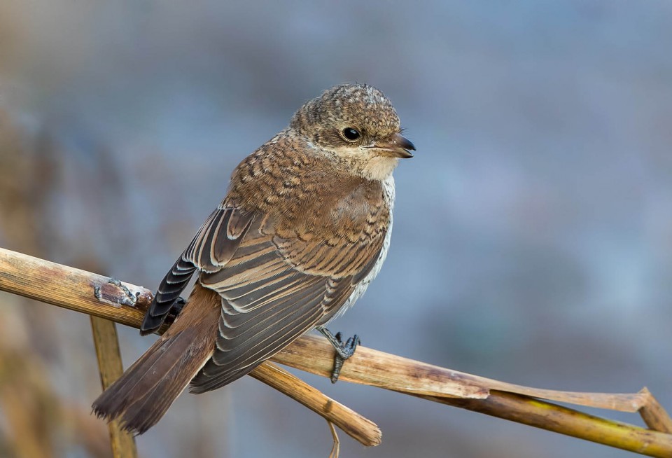 Жулан — Lanius collurio