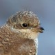 Жулан — Lanius collurio