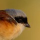 Индийский жулан — Lanius vittatus