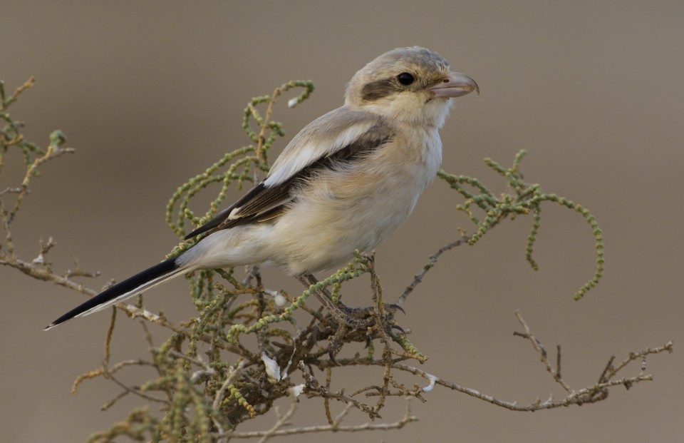 Пустынный сорокопут — Lanius (meridionalis) pallidirostris