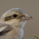 Пустынный сорокопут — Lanius (meridionalis) pallidirostris