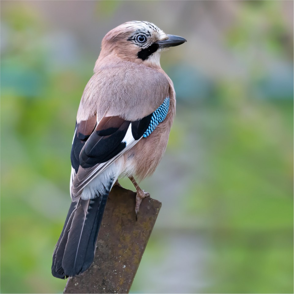 Сойка — Garrulus glandarius