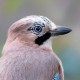Сойка — Garrulus glandarius