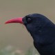 Клушица — Pyrrhocorax pyrrhocorax