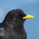 Альпийская галка — Pyrrhocorax graculus